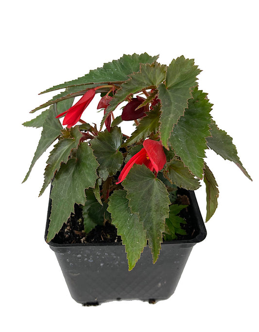 Begonia 'Mistral Dark Red'