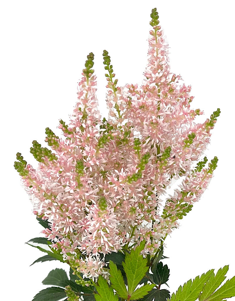Astilbe 'Younique Salmon' 1 Gallon