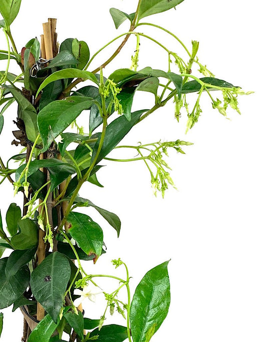 Trachelospermum jasminoides - The Garden Corner