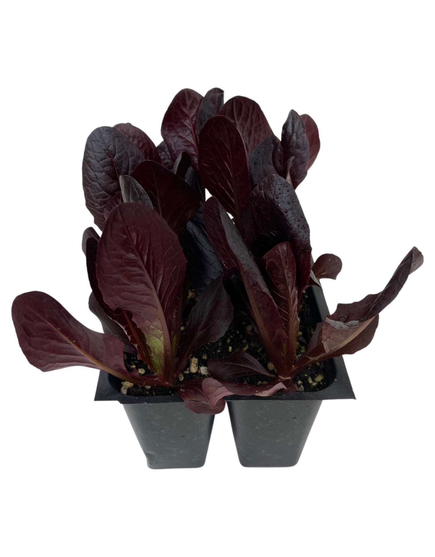 Lettuce 'Red Romaine'