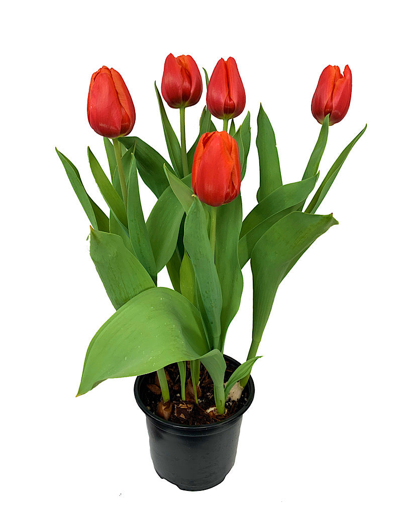 Tulip Red 6 inch