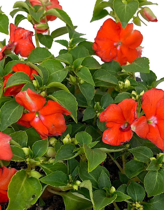 Impatiens 'Accent Orange' Jumbo Traypack - The Garden Corner