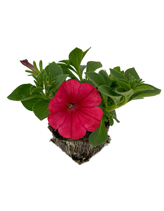 Petunia 'ColorRush Watermelon Red'