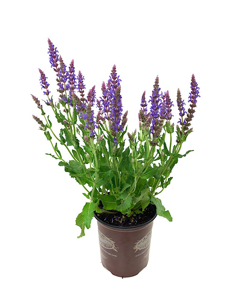 Salvia 'Swifty Violet Blue'