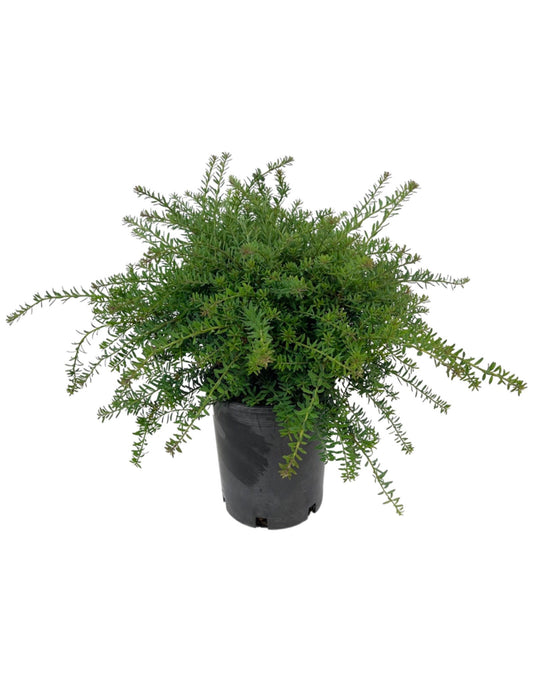 Podocarpus lawrencei 'Blue Gem'