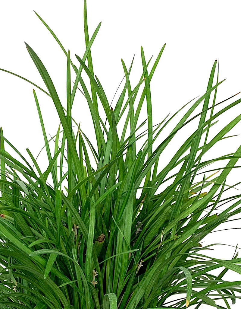 Liriope muscari 'Big Blue'