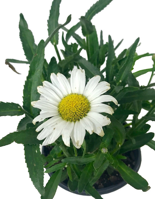 Leucanthemum 'Daisy May' 1 gal
