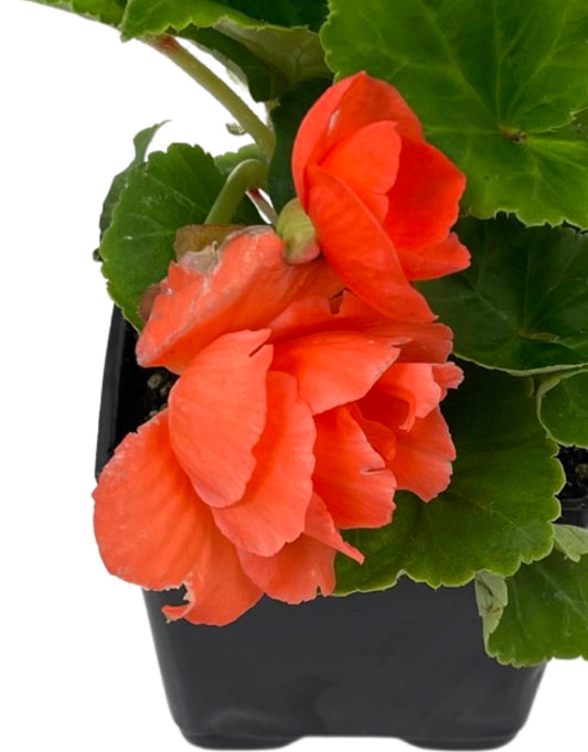 Begonia 'Nonstop Salmon'