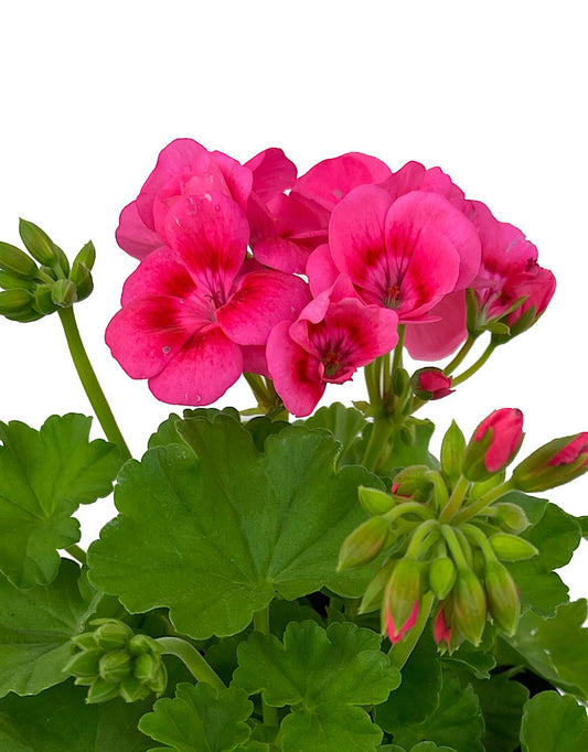 Geranium Zonal 'Pretty Little Pink Splash'