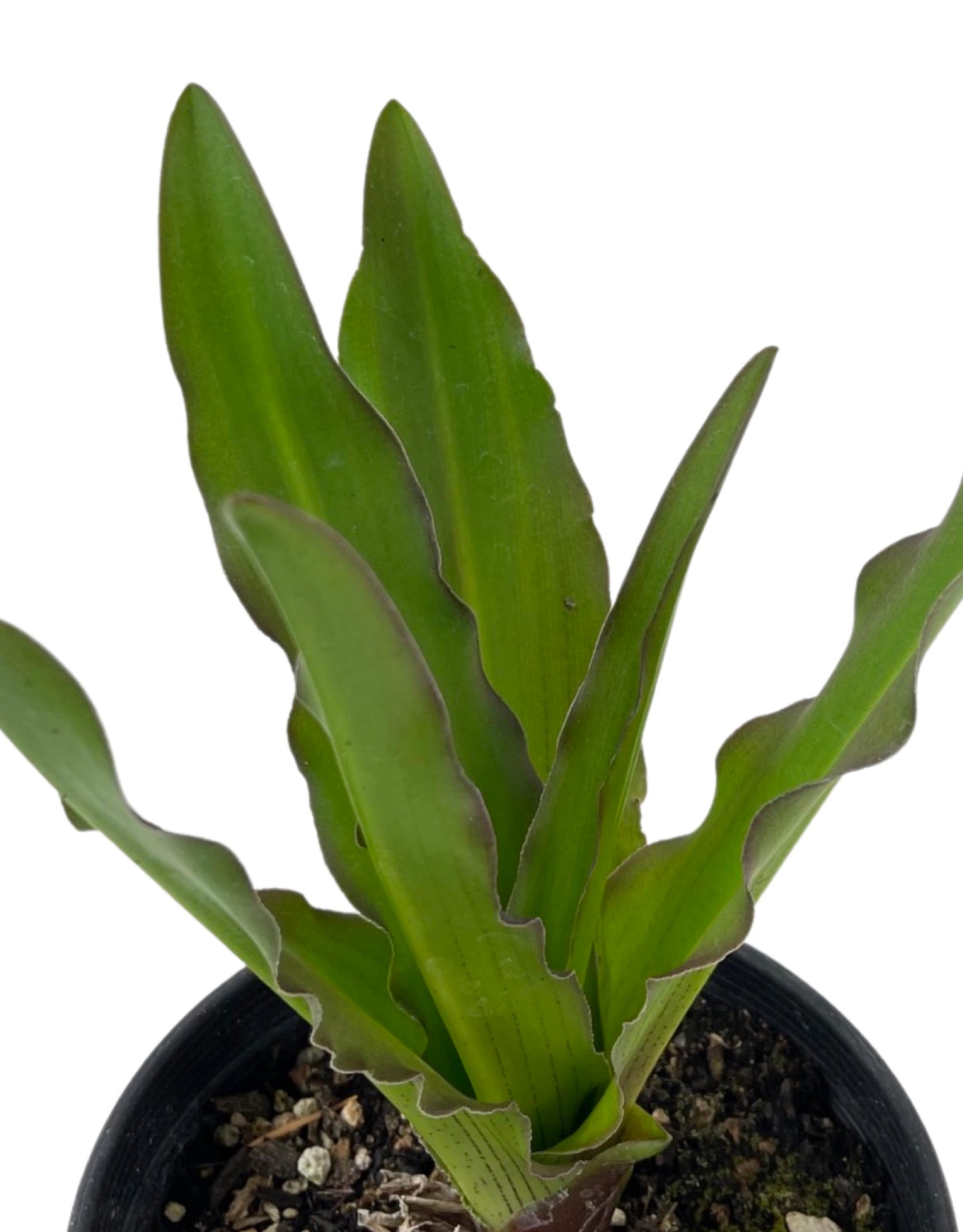 Eucomis comosa 'Reuben'