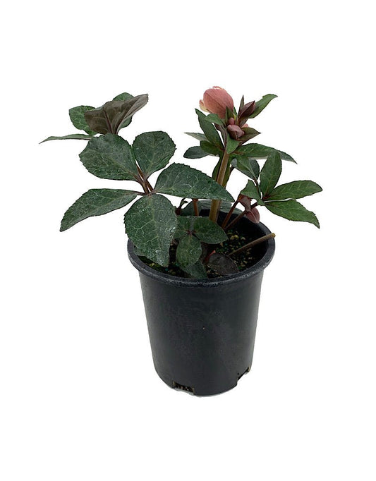 Helleborus x. ballardiae 'Merlin' - The Garden Corner