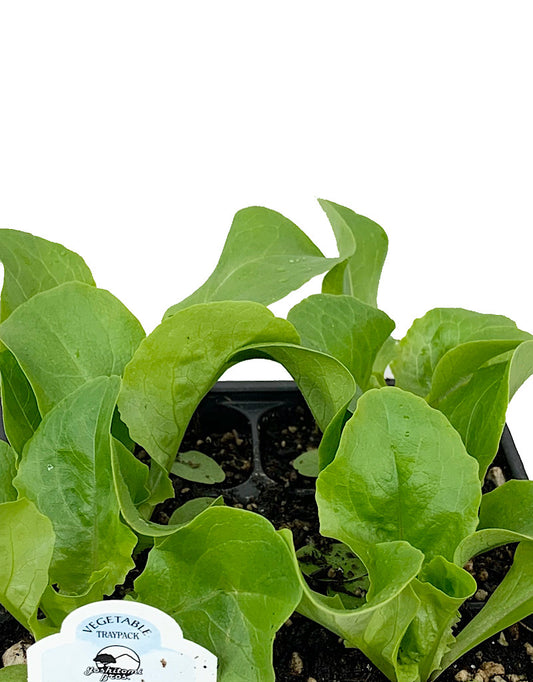 Lettuce 'Buttercrunch' Traypack