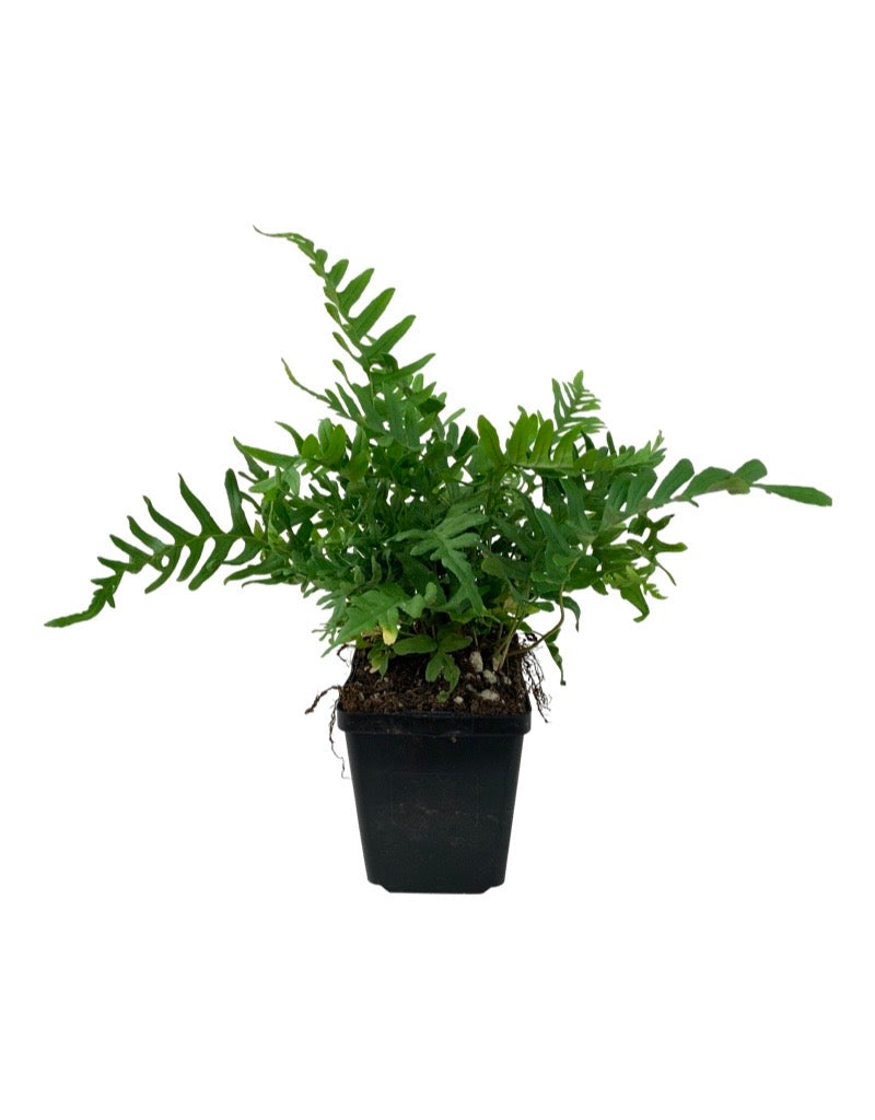 Polypodium vulgare