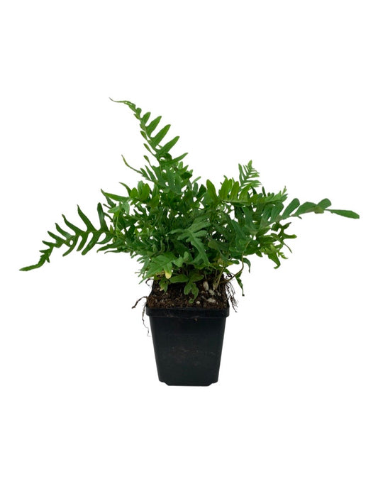 Polypodium vulgare