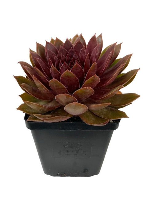Sempervivum 'Chick Charm Cherries Jubilee' - The Garden Corner