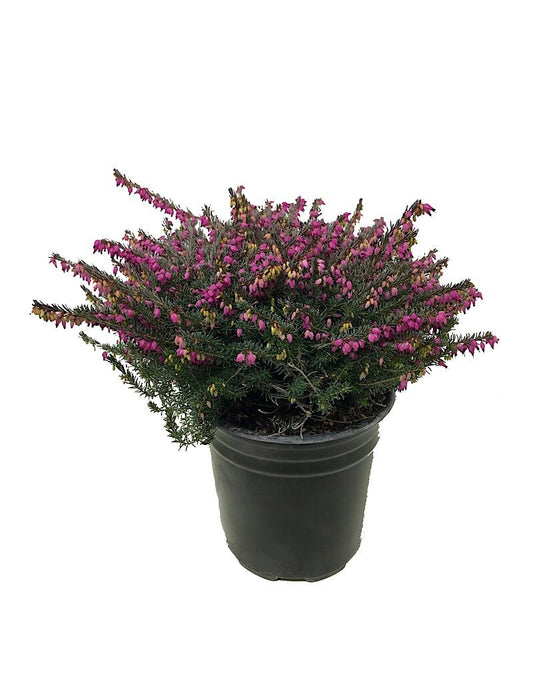 Erica darleyensis 'Kramer's Rote' - The Garden Corner