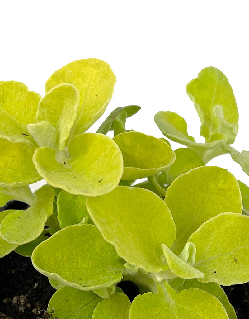 Helichrysum 'Lemon Licorice'