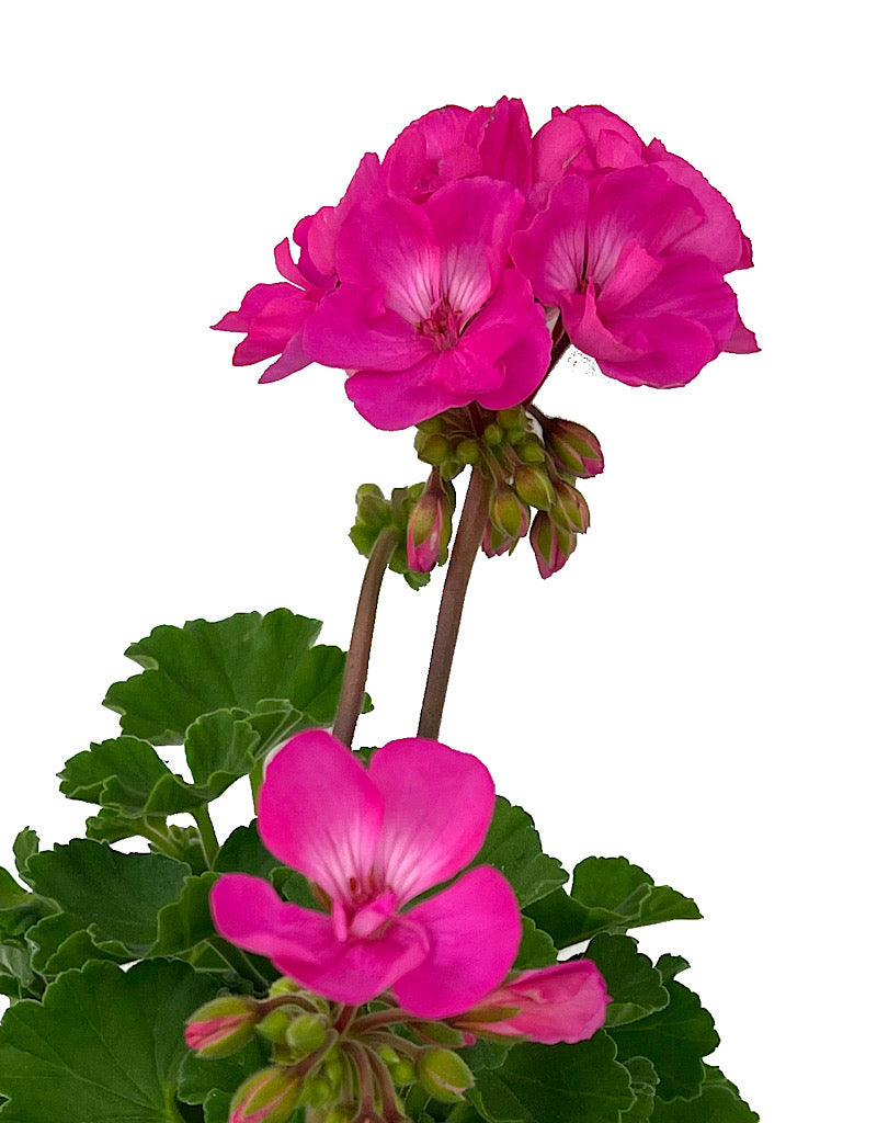 Geranium Zonal 'Fantasia Appleblossom'