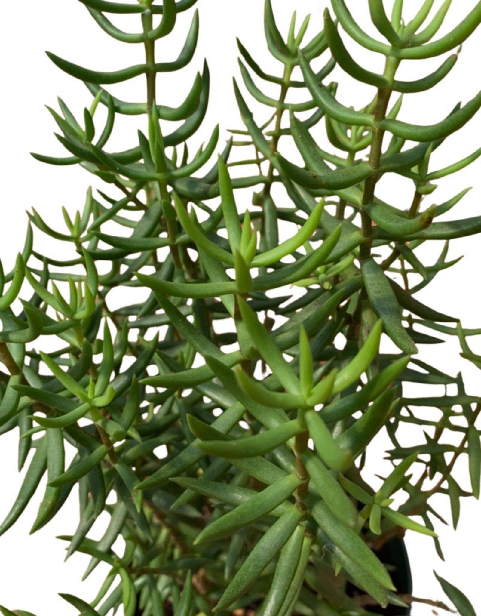 succulent crassula tetragona Crassula tetragona – The Garden Corner