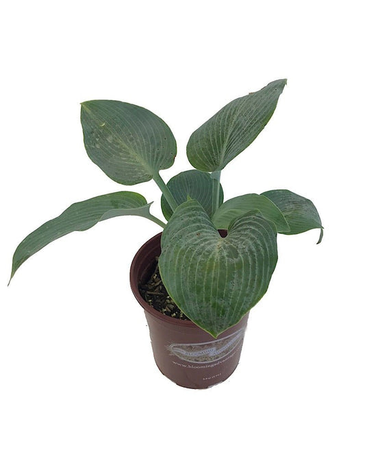Hosta 'Halcyon' 1 Gallon - The Garden Corner