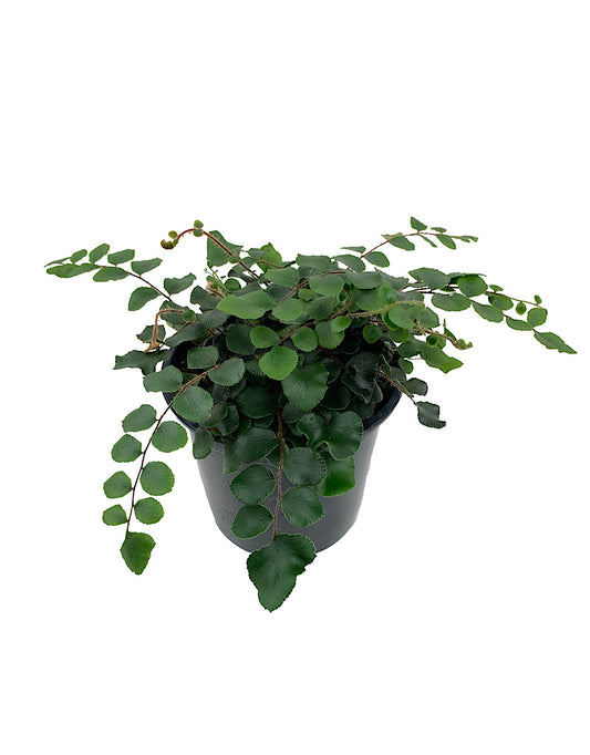Pellaea rotundifolia Quart