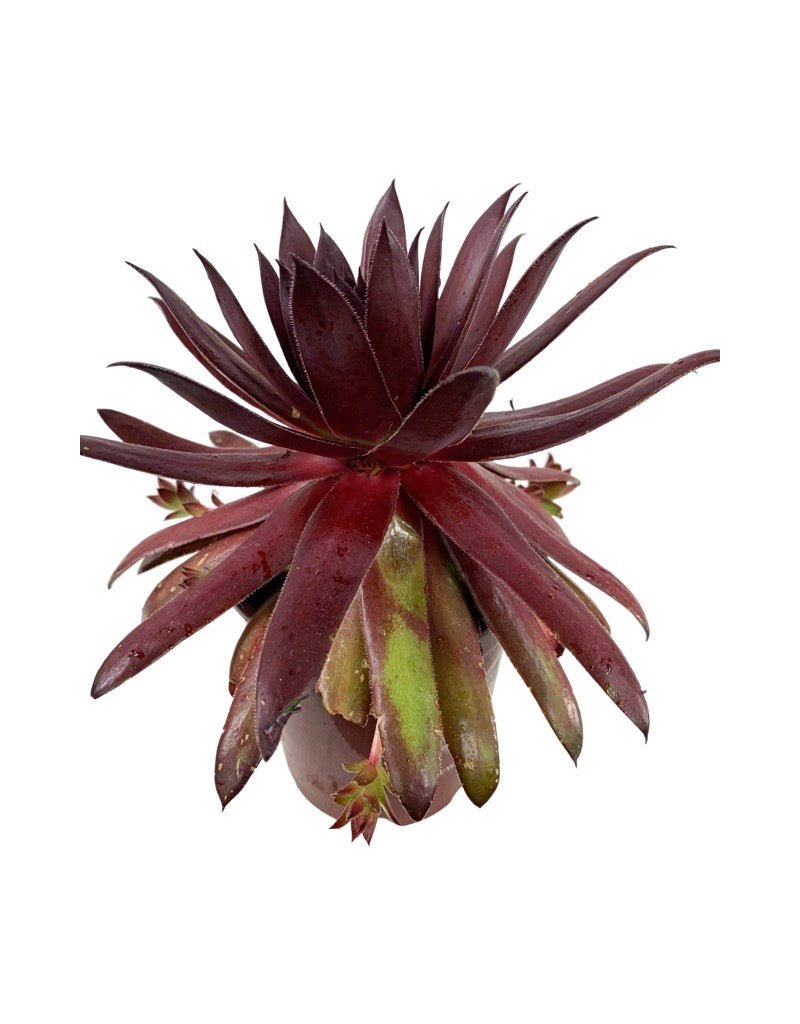Sempervivum 'Chick Charm Autumn Apple' - Groundcovers