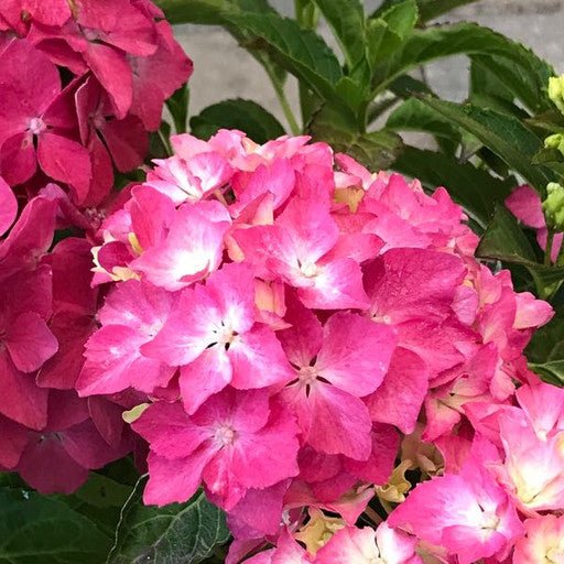 Hydrangea macrophylla 'Pia' 1 Gallon - The Garden Corner