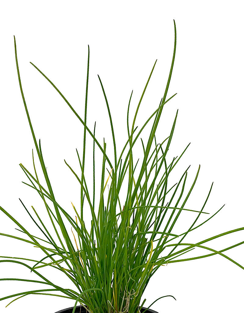 Chives 'Onion' 4 inch
