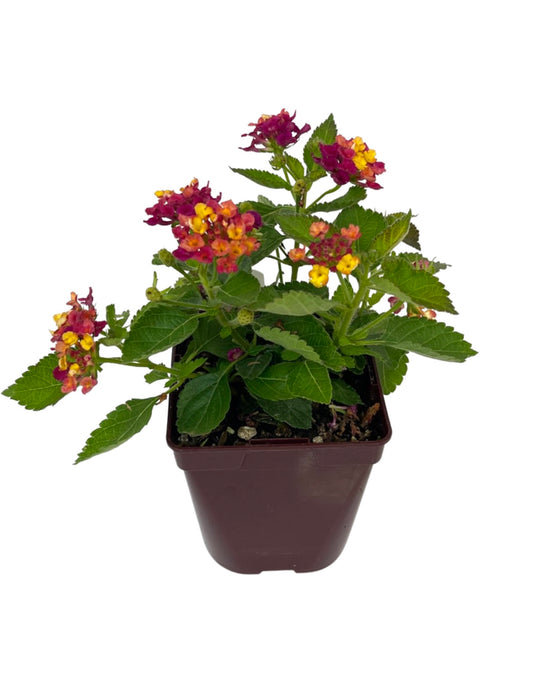 Lantana 'Bandana Cherry' Quart - The Garden Corner