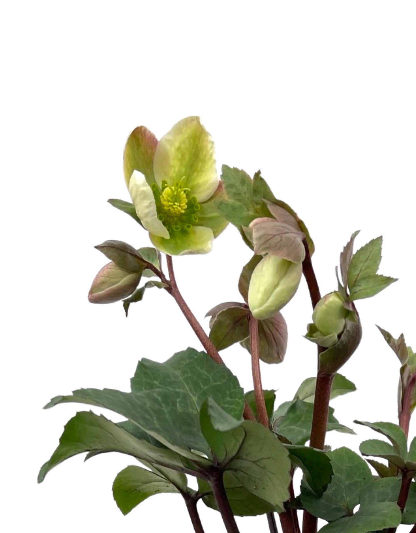 Helleborus 'Ivory Prince'