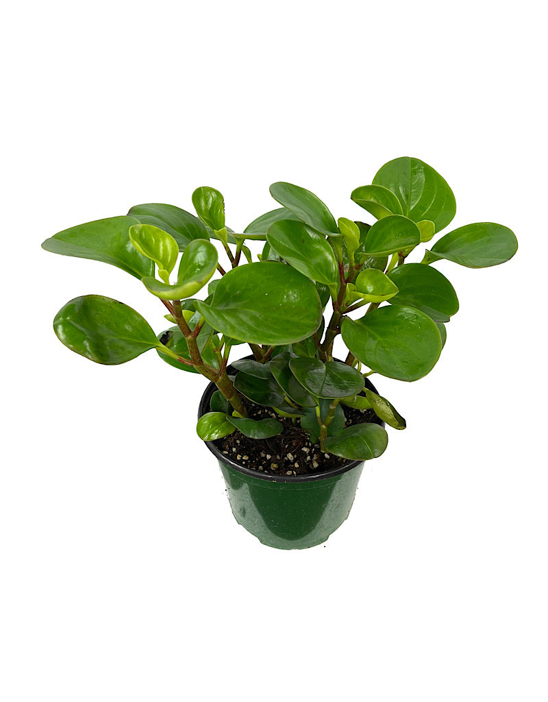 Peperomia obtusifolia