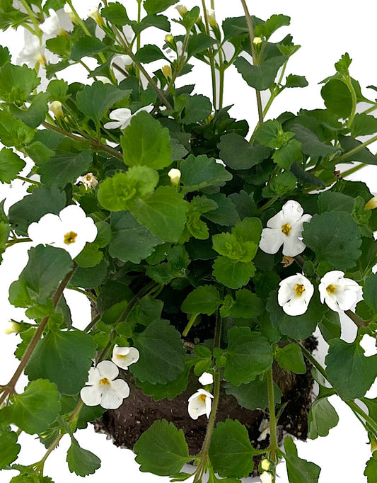 Bacopa 'Snowflake'