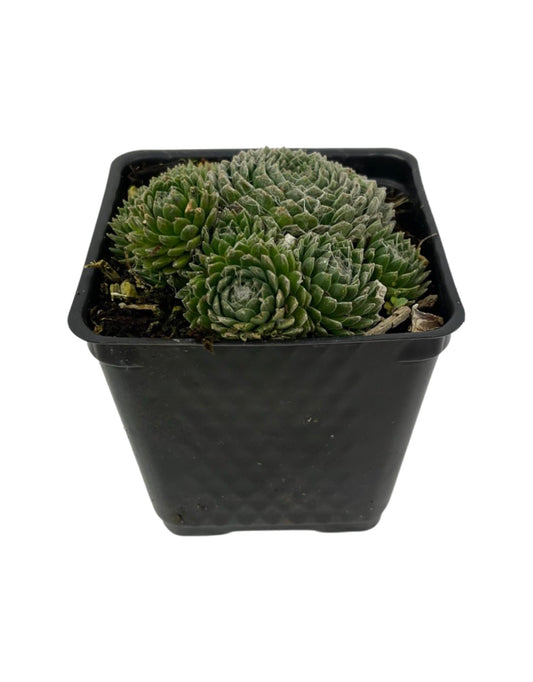Sempervivum arachnoidium 'Forest Frost'