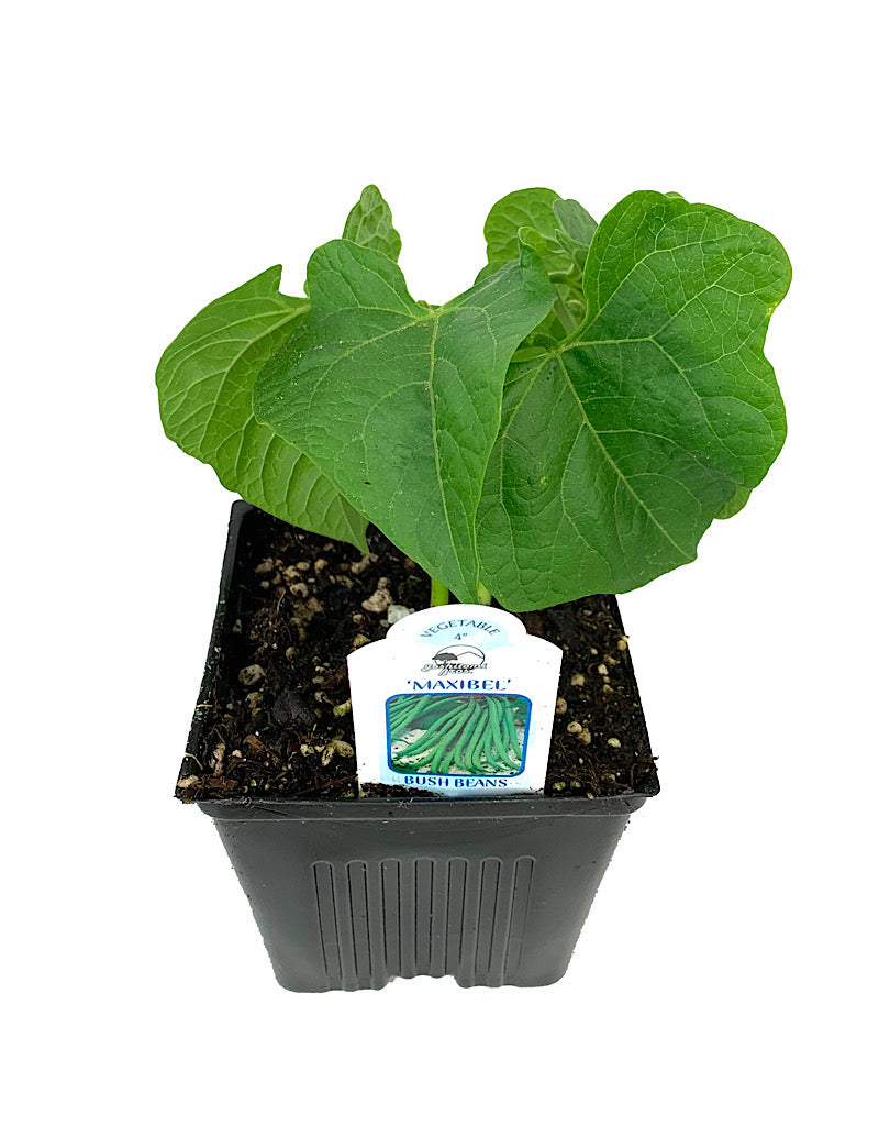 Bush Bean ' Maxibel French Filet'