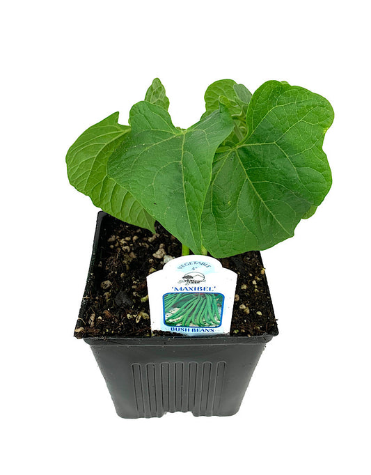 Bush Bean ' Maxibel French Filet'