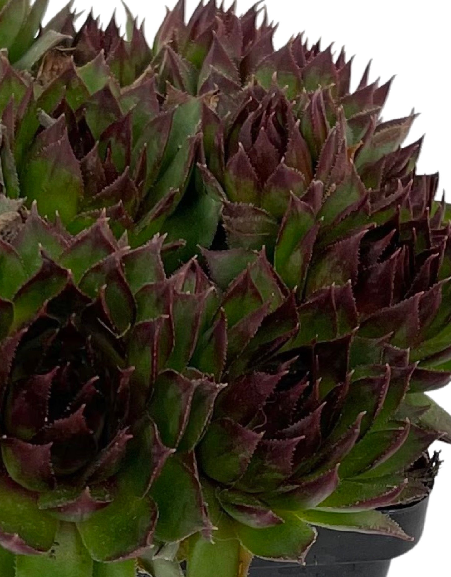 Sempervivum 'Sunset'