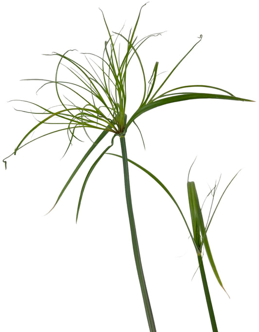 Cyperus papyrus 'King Tut'