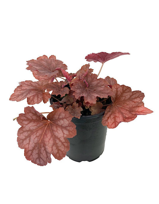Heuchera 'Carnival Watermelon' - The Garden Corner