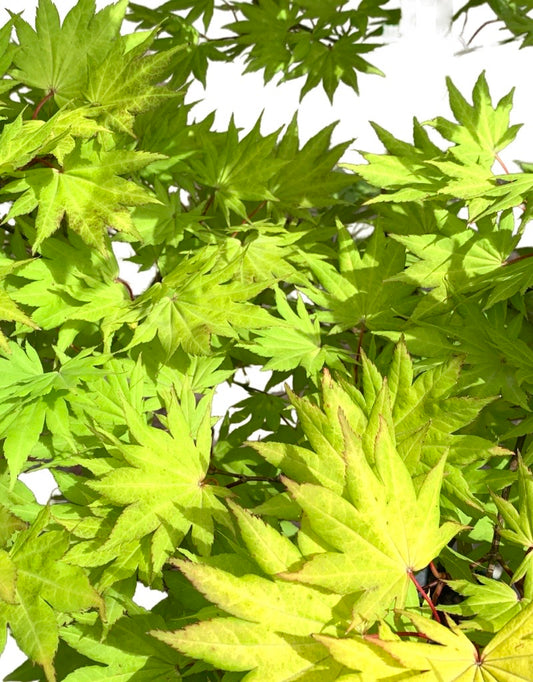 Acer shirasawanum 'Autumn Moon'