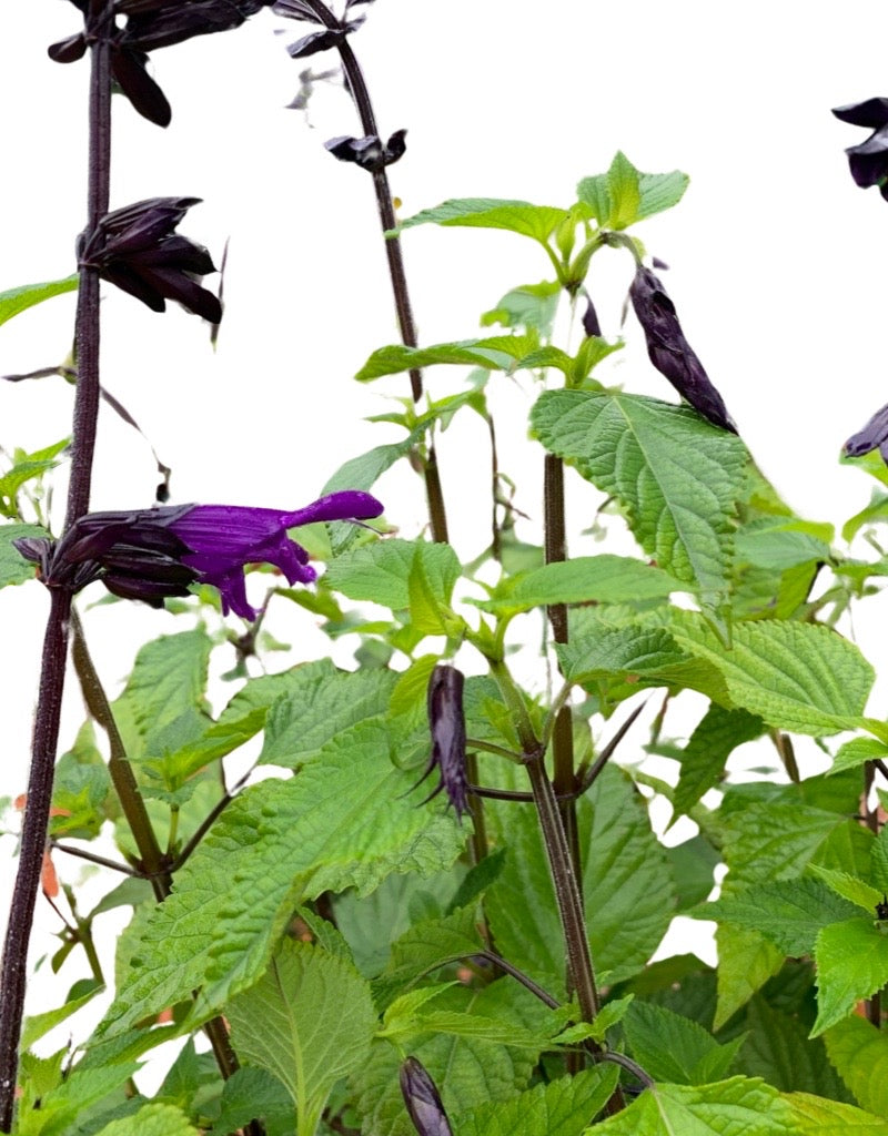 Salvia 'Amistad'