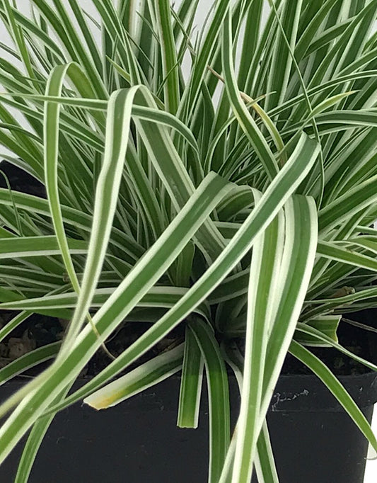Carex 'Everest' Quart