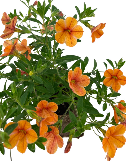 Calibrachoa 'Cha-Cha Diva Tangerine'