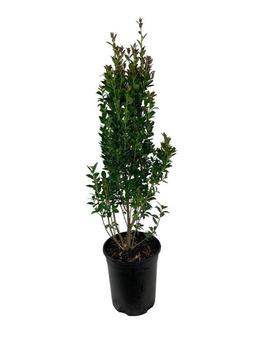 Ilex crenata 'Ruby Colonnade' - The Garden Corner