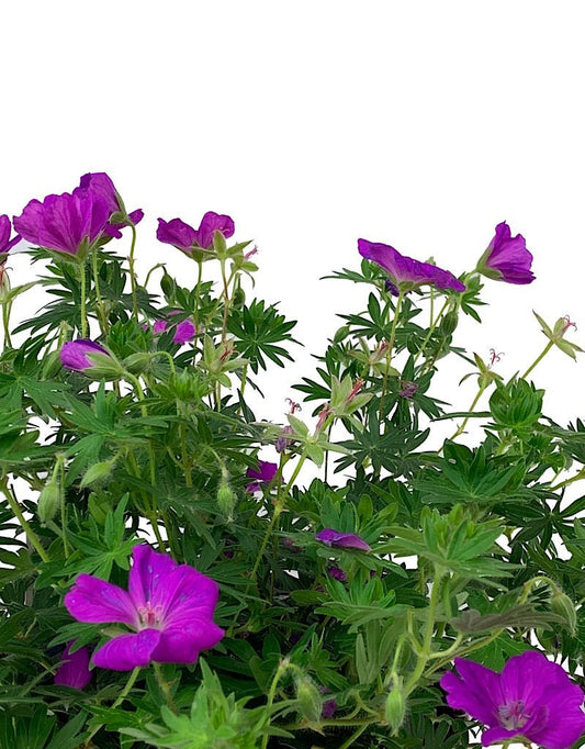 Geranium 'Max Frei' 1 Gallon - The Garden Corner