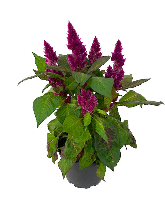 Celosia venezuela