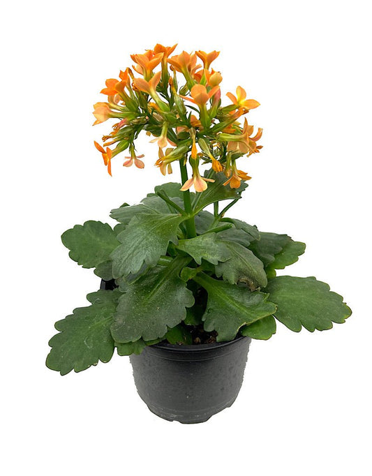 Kalanchoe - The Garden Corner