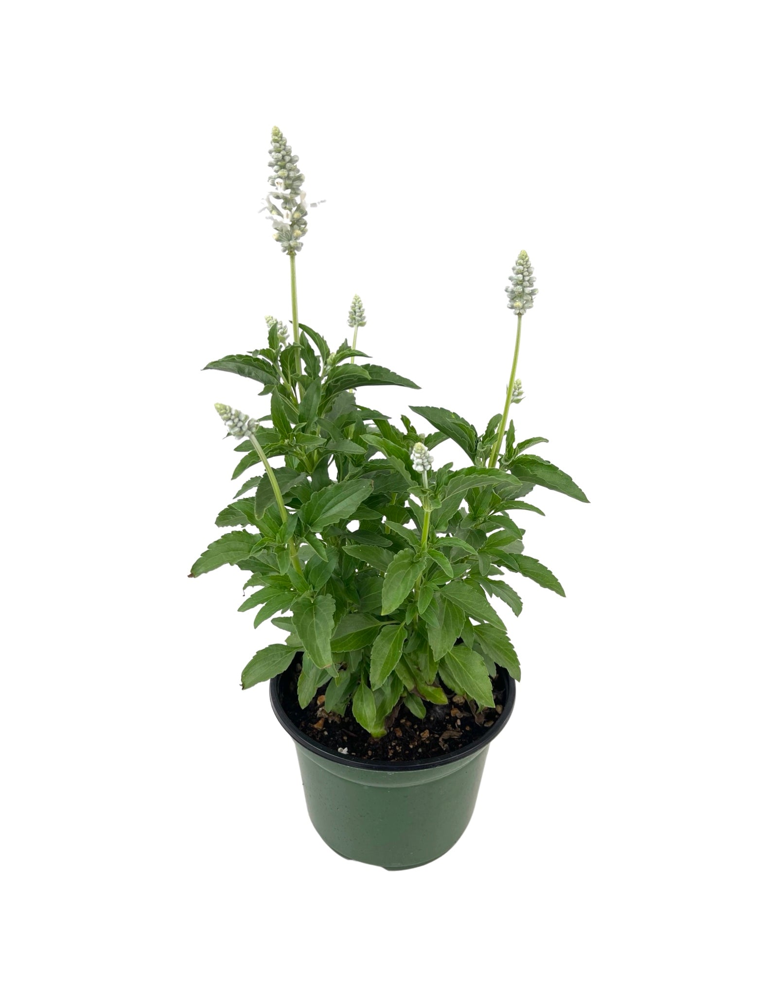 Salvia 'Pure White' - Annuals