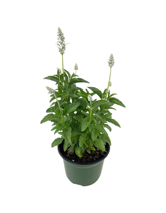 Salvia 'Pure White' - Annuals