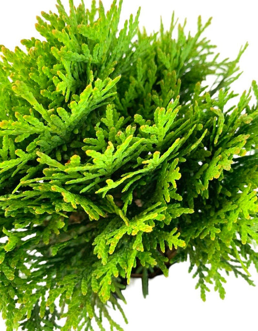 Thuja occidentalis 'Danica' - The Garden Corner