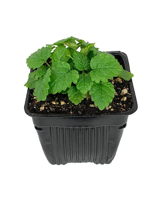 Lemon Balm - The Garden Corner